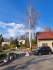 Kácení bříz vedle budovy obecního úřadu