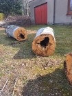 Kácení bříz vedle budovy obecního úřadu